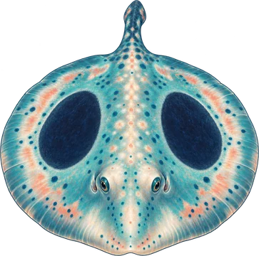 Gözlü vatoz